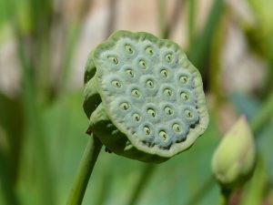 Top 20 Lotus365 Review India Review 2026: Bonus, App, Withdrawal Tested